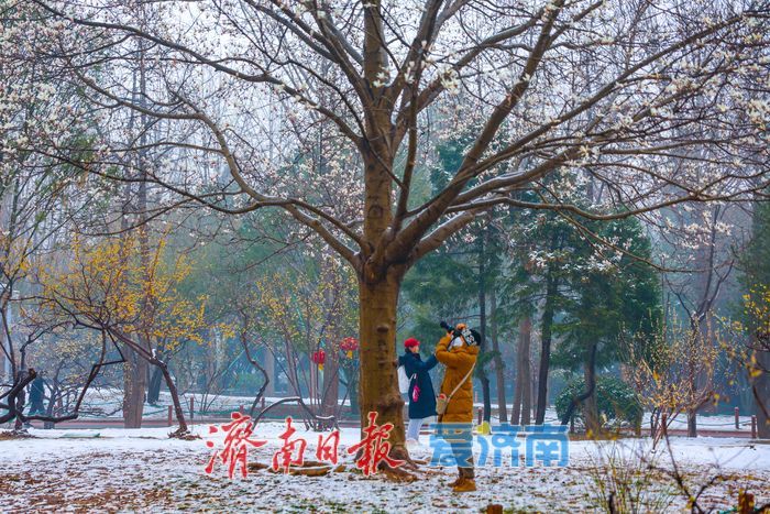一年四季 泉在济南丨春雪映玉兰 泉城公园美翻了