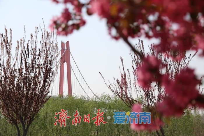 李棠织锦黄河畔 花漾绘就千里春