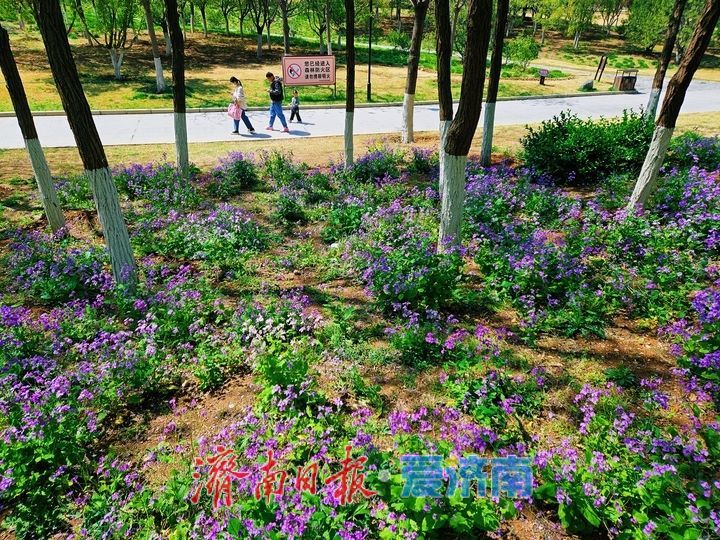 紫韵漫坡春意浓 二月兰盛放迎客