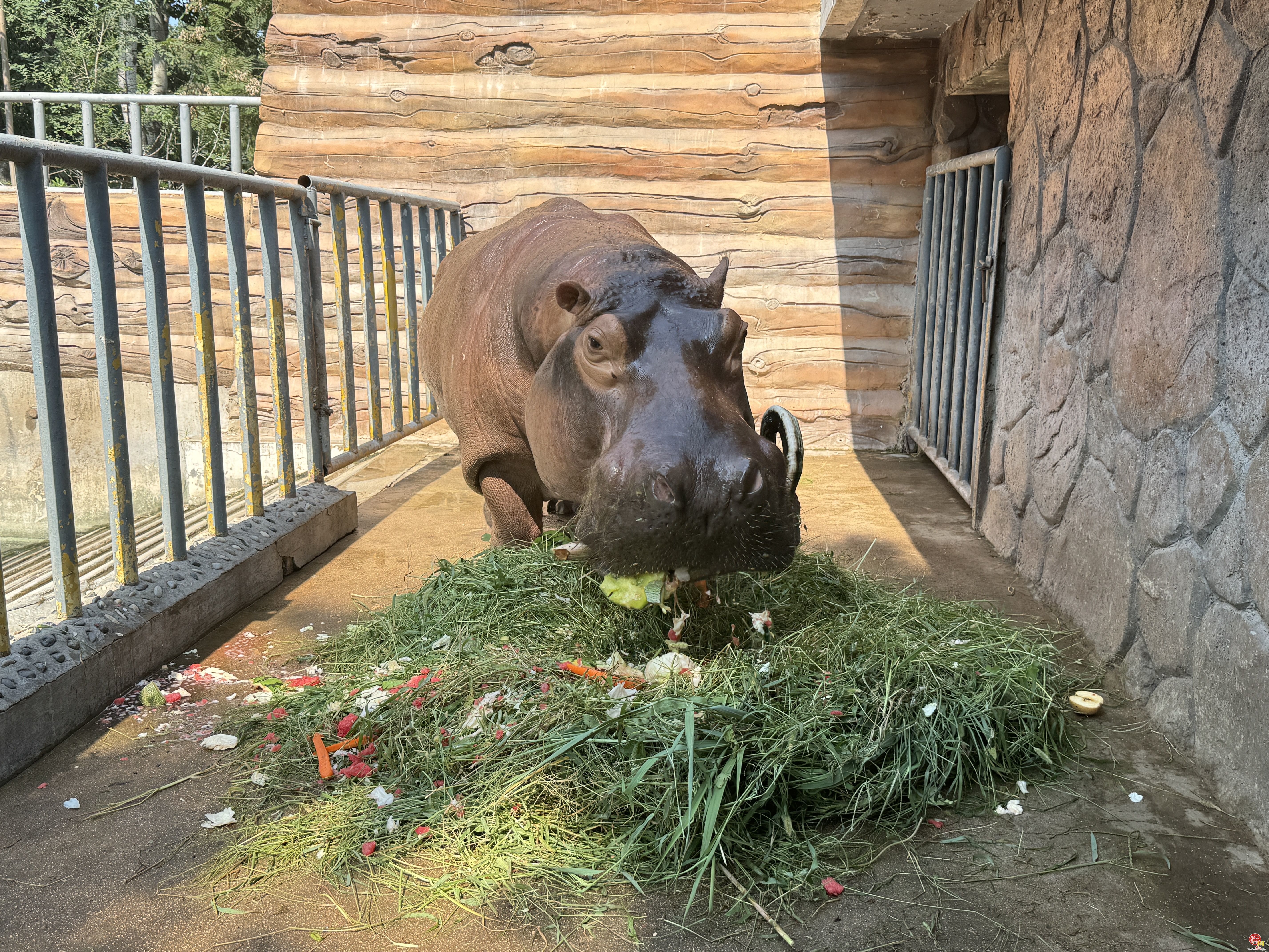 “泉”在济南过暑假——济南动物园为大嘴巴神兽“京津”举行欢乐生日趴