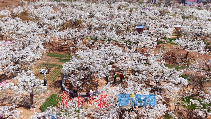 “春风漫梨园，花开似雪来” 在商河赴一场百年梨花之约！