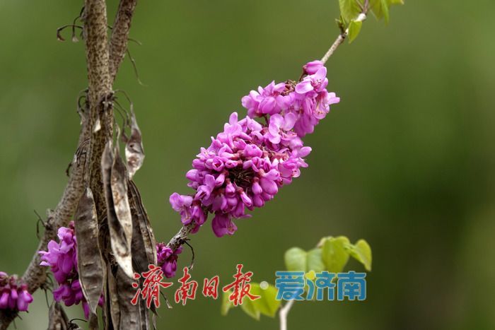 济南护城河畔紫荆花盛开 解锁春日限定美景