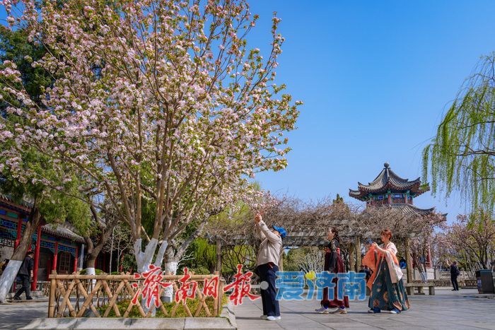 济南大明湖西府海棠盛放 古园春色醉游人