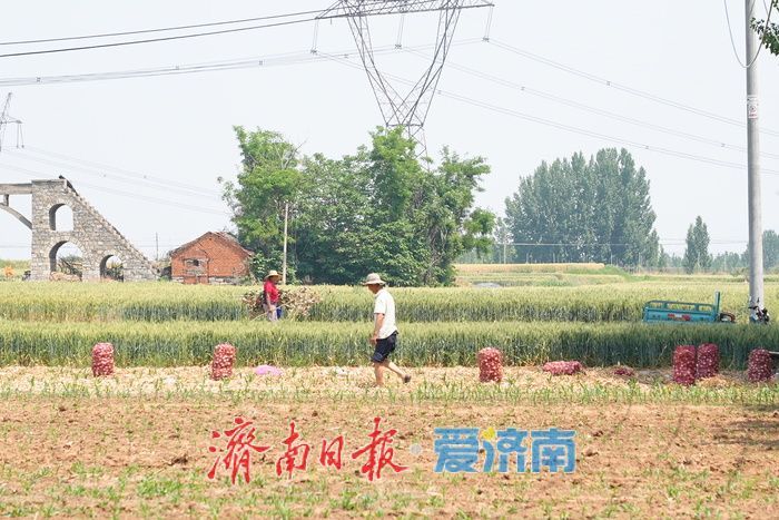 莱芜方下街道：蒜香四溢丰收忙 “蒜盘” 奏响致富曲