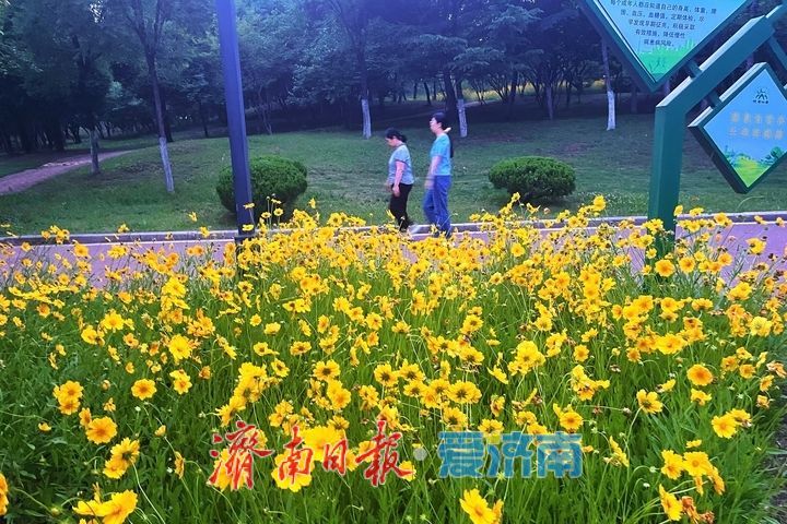 一年四季 泉在济南丨金鸡菊盛放，绘就初夏金色花海
