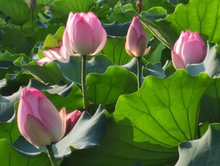 赏荷纳凉正当时！跟着赏荷地图走起