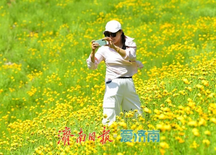 济南初夏“黄金毯”上线！蚰蜒山下万平金鸡菊花海盛放