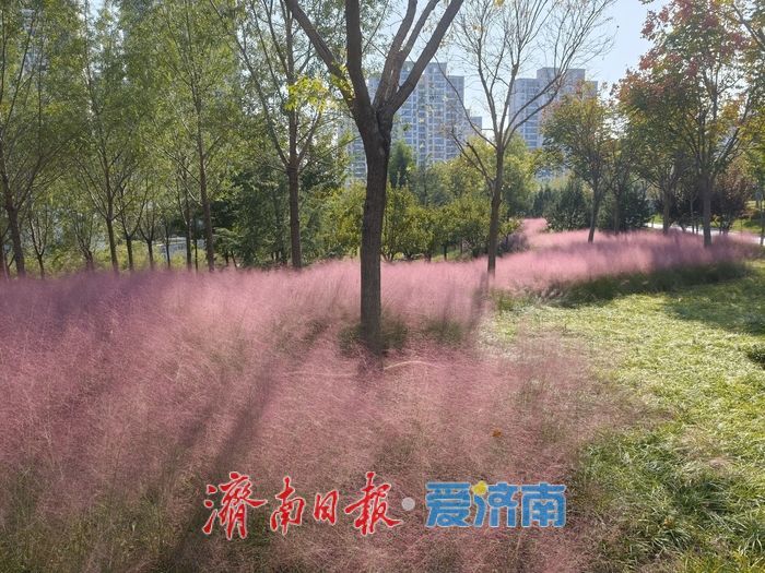 秋色如画正当时 望岳康体公园粉黛花开引客来