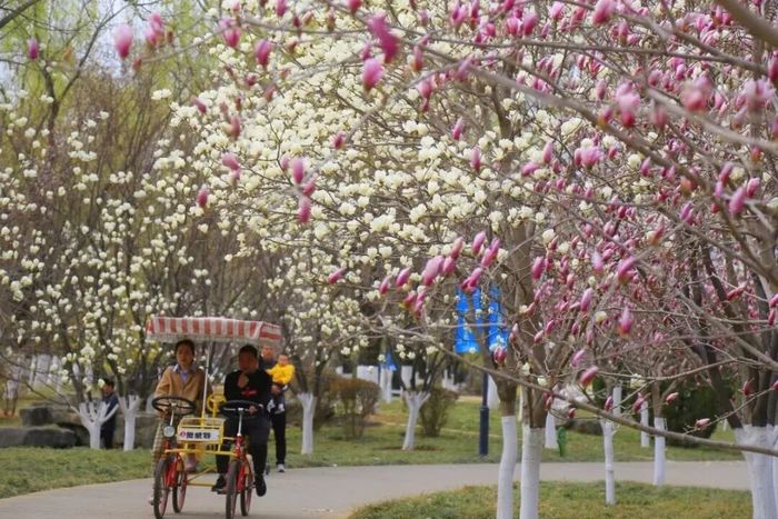 看这里！市属九大公园景区这样赏花打卡