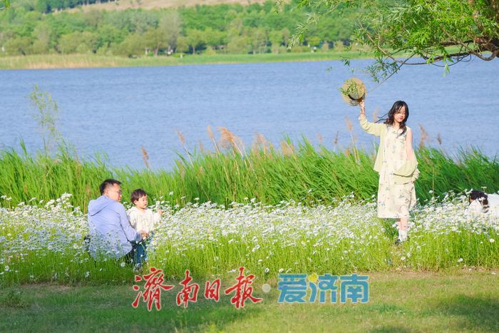 华山湖公园大滨菊盛放 解锁初夏限定浪漫