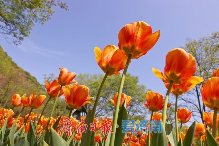 郁金香花开成海！济南红叶谷变身“莫奈花园”，春日顶流打卡地藏不住了！