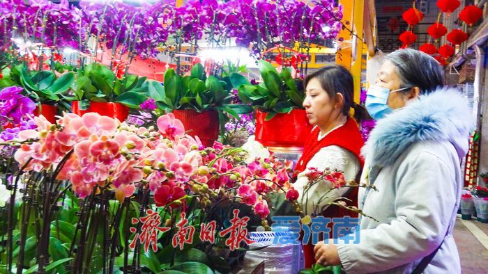 马年添芳气 花市启新程 济南老东门花卉水族市场年宵花销售掀热潮