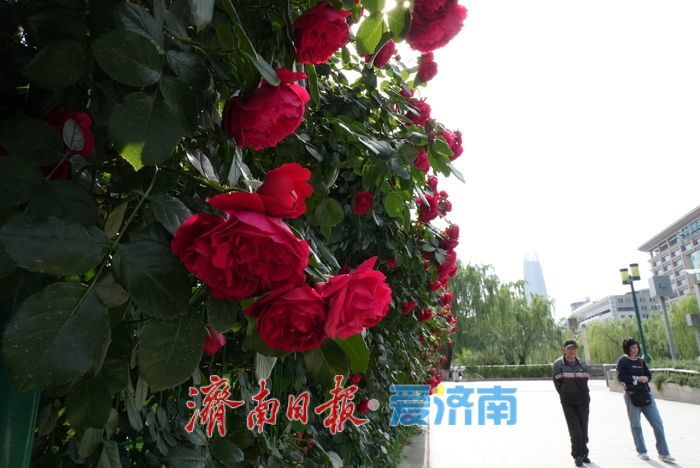 一年四季 泉在济南｜护城河畔月季绚烂绽放