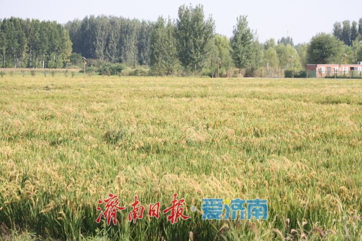 稻浪翻涌绘秋景 西营良田待丰收