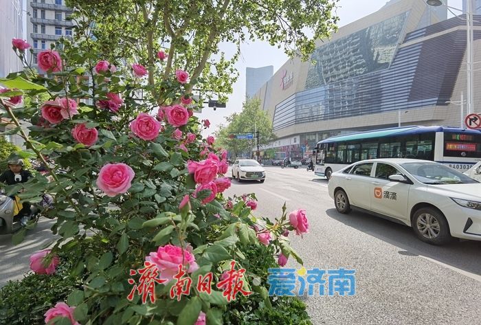 泉城街头繁花似锦，蔷薇月季次第绽放扮靓城市春光