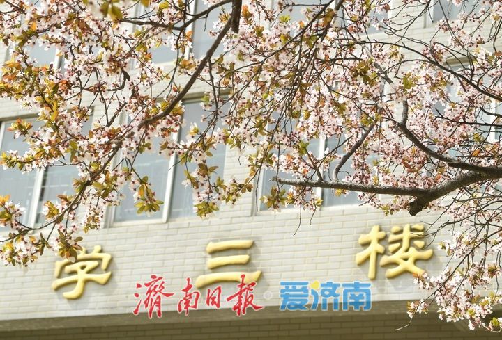 繁花盛开，校园“樱花大道”迎来最美时刻