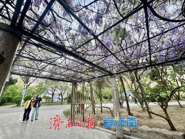 泉城公园紫藤盛放 花香满廊醉游人