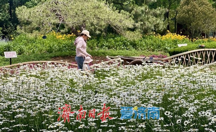 泉城五月花事浓！济南花圃公园化身“天然调色盘”