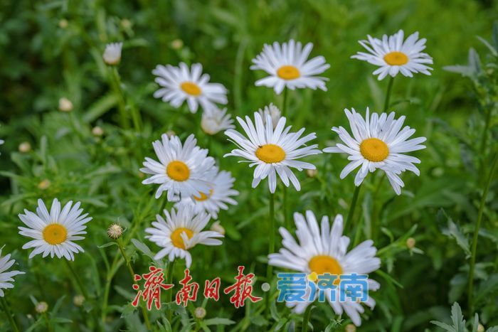 一年四季 泉在济南丨泉城春日 “调色盘” 上新！济南森林公园百花齐放，斑斓色彩扮靓天然氧吧