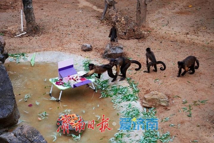 济野中秋，动物团圆！济南野生动物世界中秋动物丰容欢乐上线