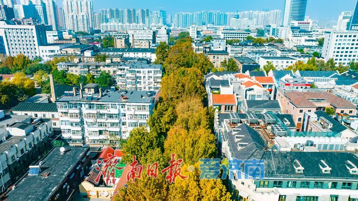 树影婆娑间，邂逅济南最温柔的秋天