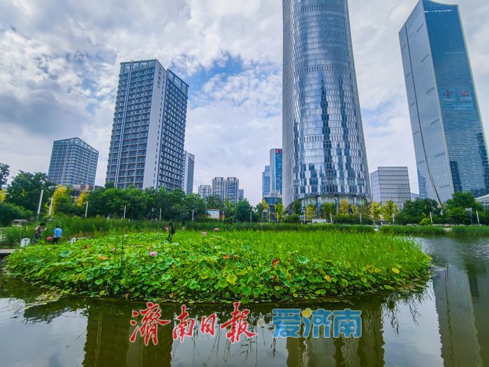 绿荷犹在粉艳如初，济南CBD藏着一整个初秋的温柔