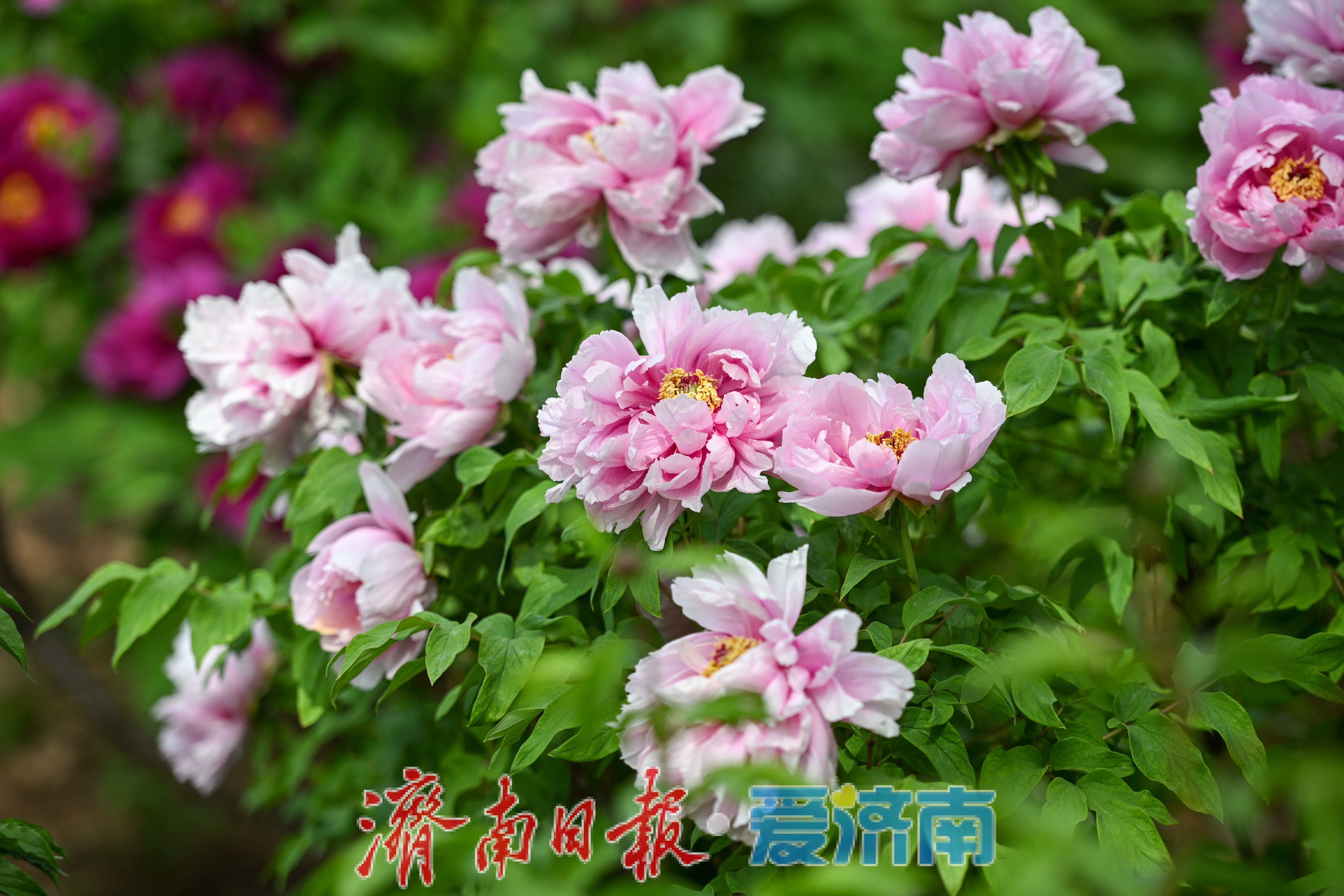 泉城公园牡丹盛放迎春 周末赏花人潮涌动