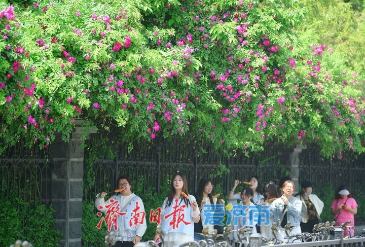 泉畔最美蔷薇“花墙”浪漫绽放