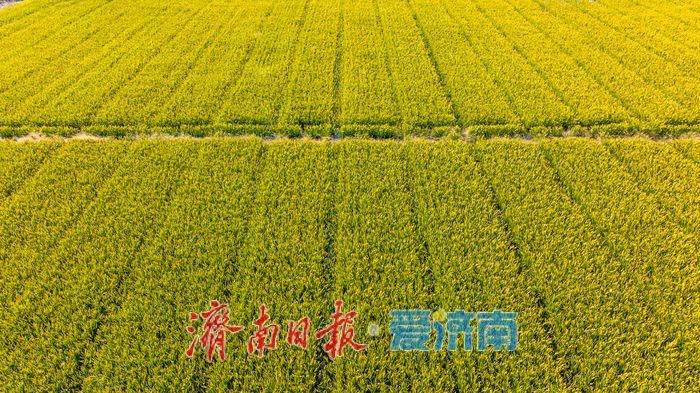 一年四季 泉在济南丨黄河岸畔稻花香：美里湖“金色丰收曲”即将奏响