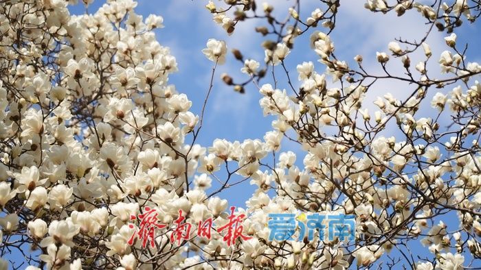 玉兰花再次凭实力出圈，“花” 式打卡等你赴约