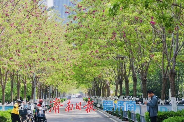 一年四季 泉在济南丨济南CBD槐花盛放 紫韵飘香绘就都市春景