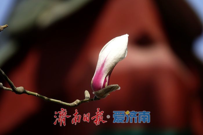 一年四季 泉在济南丨泉水叮咚，玉兰花开