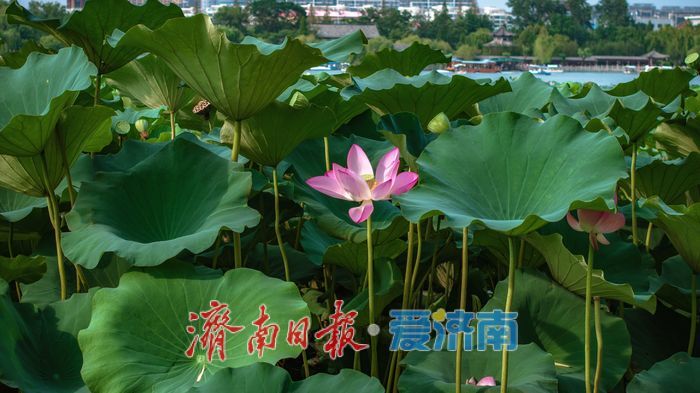 一年四季 泉在济南丨大明湖秋日荷塘：藏着泉城的专属诗意 