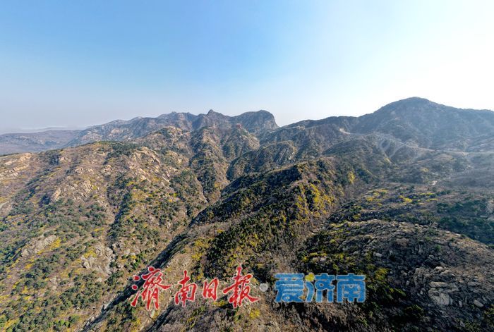 连翘“染金”！济南莱芜莲花山漫山铺金美如画