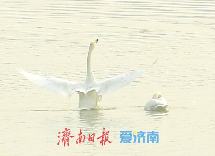 泉城年味气氛组已就位，是“蛇”候过年啦！