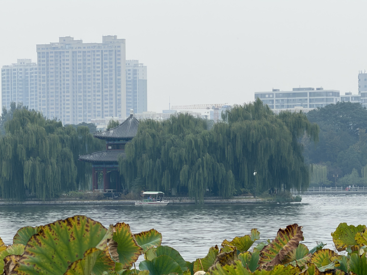 秋至明湖 残荷含韵 一湖秋水绘泉城诗意
