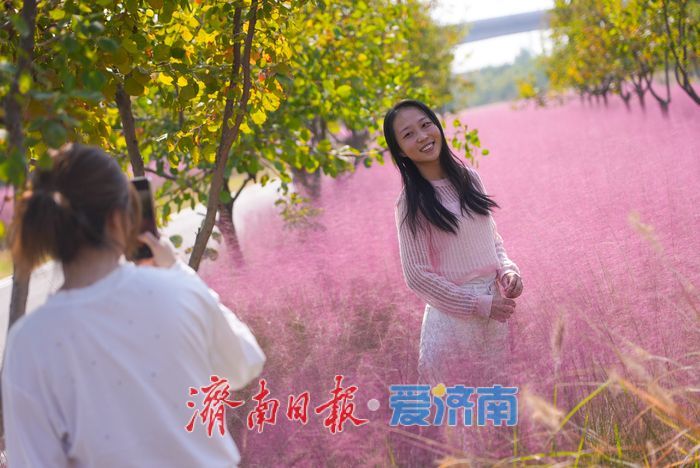 济南黄河北岸粉黛乱子草盛放 生态廊道铺展浪漫“粉色花海”
