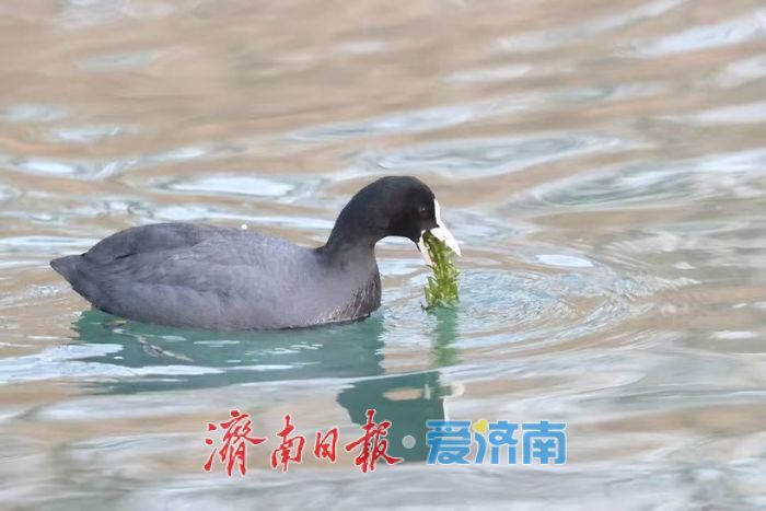 从深圳湾公园到大明湖畔，一座城市的温柔给了鸟儿