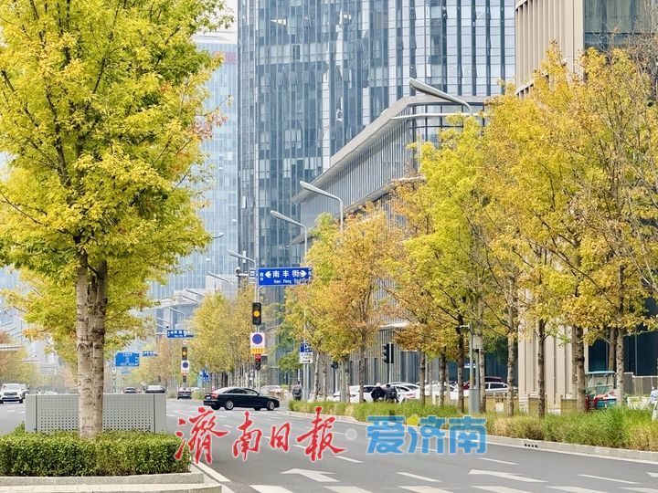 一年四季 泉在济南丨娜塔栎换装扮靓CBD 绘就泉城秋日画卷