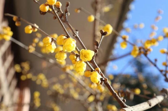 “泉”在济南过大年｜春节后错峰游，来红叶谷邂逅冰瀑蜡梅的绝美风光