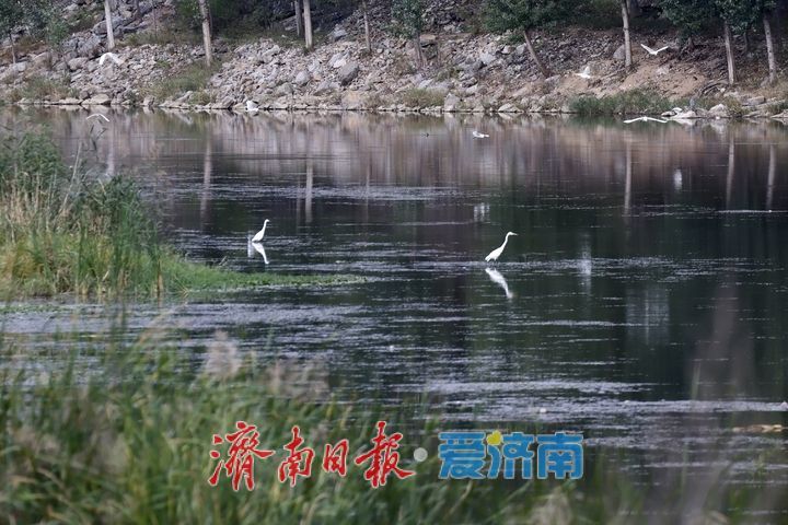 玉符河畔秋意浓 白鹭翩飞绘生态画卷