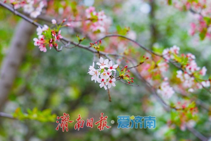 晚樱盛放续春意 五龙潭再迎赏樱高潮