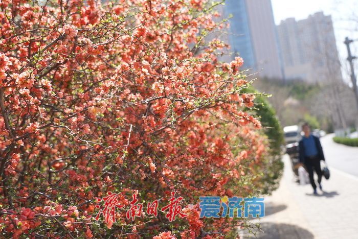 奥体东路变身“花海大道”