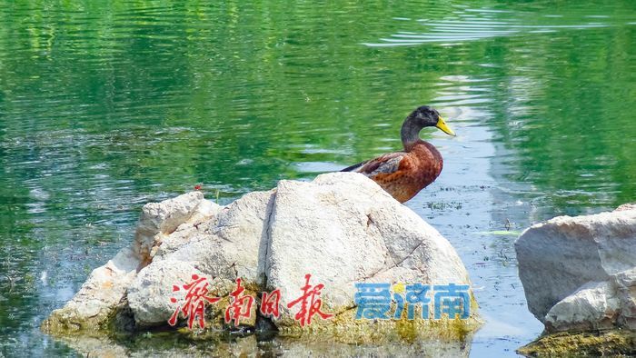 生态湖畔景怡人 云锦湖末伏风光不负佳期