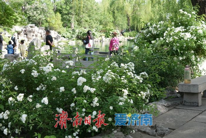 蔷薇花海灿若云霞 肆意盛放尽显诗意