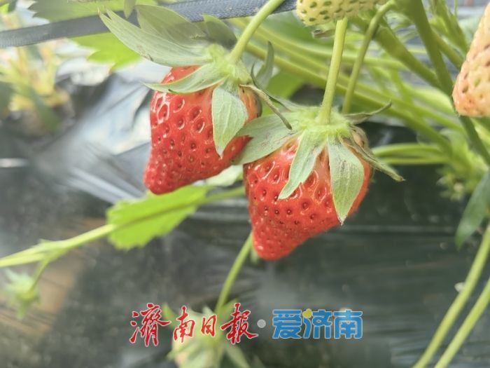 济南草莓棚里“直播带货”激活乡村采摘经济