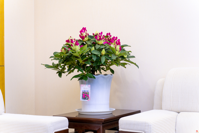 花漾齐鲁·喜迎新春 2026年宵花市盛大开幕