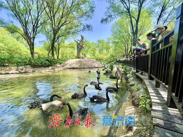 黑天鹅结伴畅游 乐享春日好时光