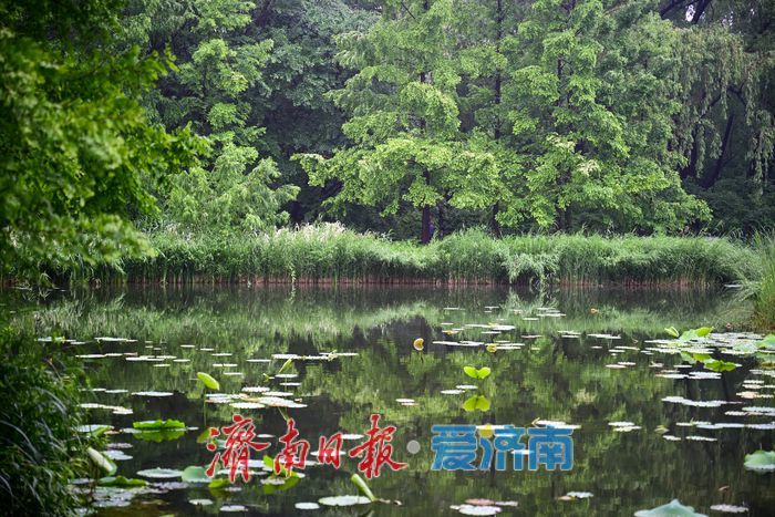 一年四季 泉在济南丨雨后济南森林公园美如画：雏菊带露，市民乐享清新