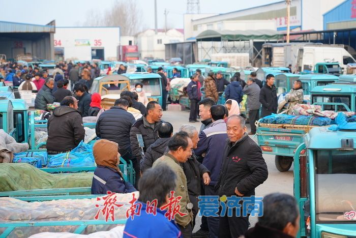 晨光下的车水马龙：黄瓜批发市场开市忙